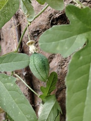 Passiflora bryonioides, photograph (c) José Belem Hernández Díaz, some rights reserved (CC BY)