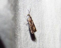 Grapholita eclipsana