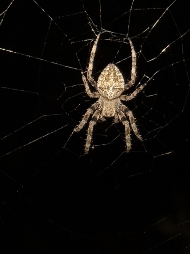 Angular Orbweaver Spider
