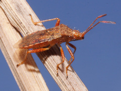 Rhopalus maculatus