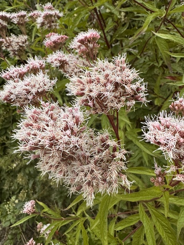hemp agrimony