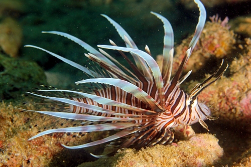 Common Lionfish