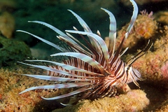 Red Lionfish photo 2