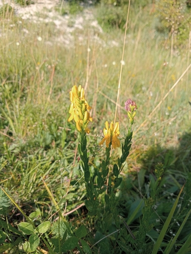 Dyer's Greenweed