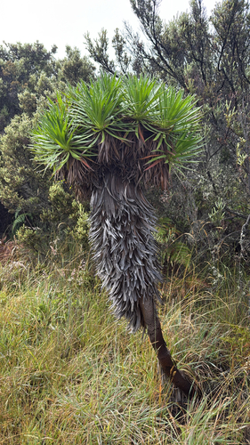 Argyroxiphium grayanum observed 2026-07-25