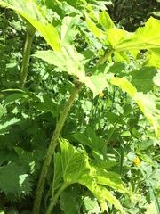 Heracleum mantegazzianum