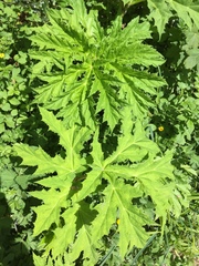 Heracleum mantegazzianum