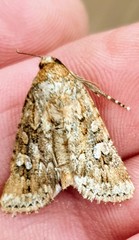 Ectopatria clavigera