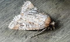 Ectopatria clavigera