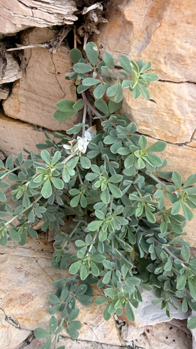 Lotus cytisoides, photograph 5