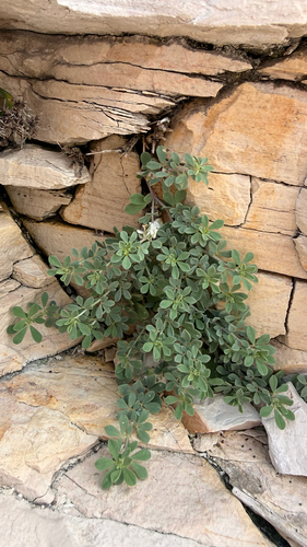 Lotus cytisoides, photograph 4