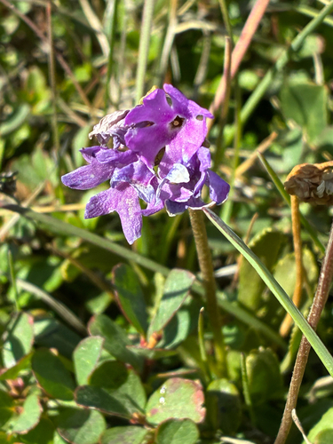 Primula glutinosa, photograph 6