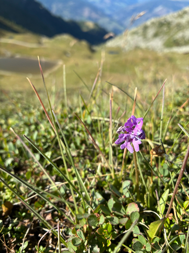 Primula glutinosa, photograph 5