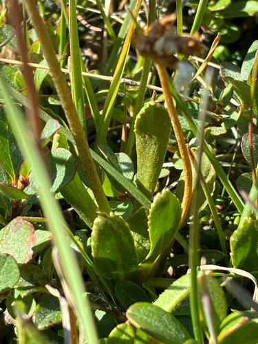 Primula glutinosa, photograph 4