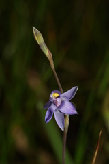 Thelymitra holmesii