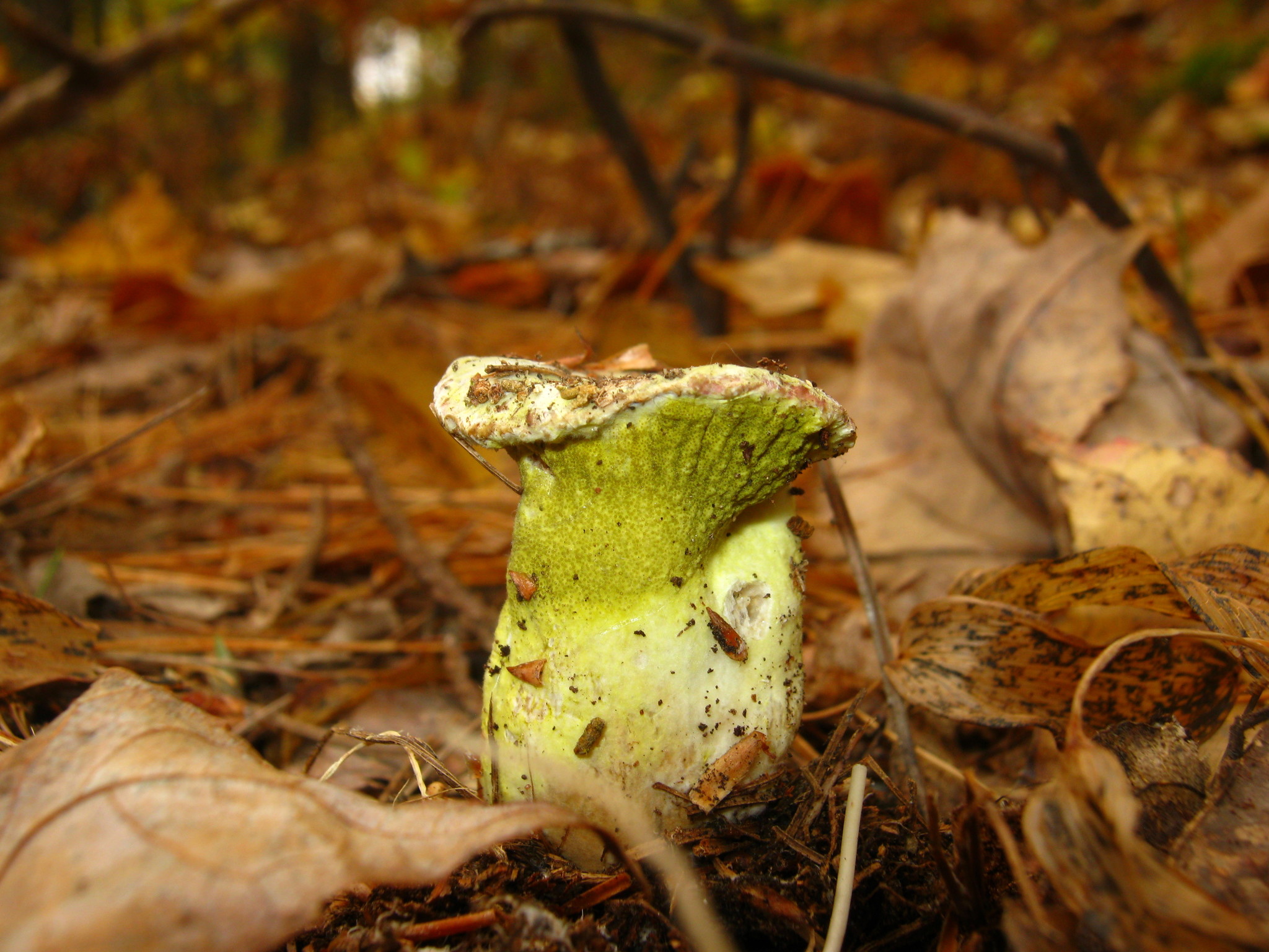 Hypomyces luteovirens image