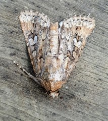 Ectopatria clavigera