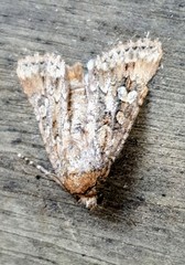 Ectopatria clavigera