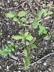 Lonicera dioica