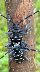 Anoplophora macularia