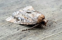 Ectopatria clavigera