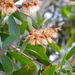 Broad-leaved Paperbark - Photo (c) Greg Maher, some rights reserved (CC BY-NC)