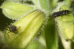 Macrotylus quadrilineatus