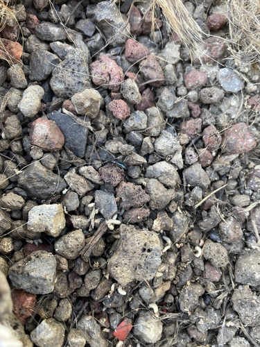 Red-legged Ham Beetle