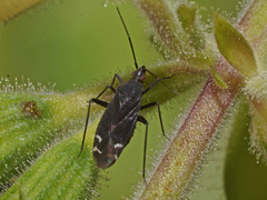 Macrotylus quadrilineatus