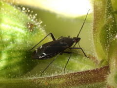 Macrotylus quadrilineatus