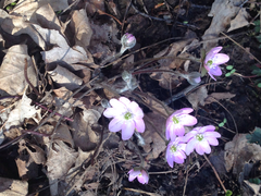 Hepatica