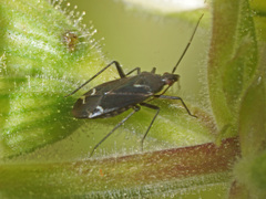 Macrotylus quadrilineatus