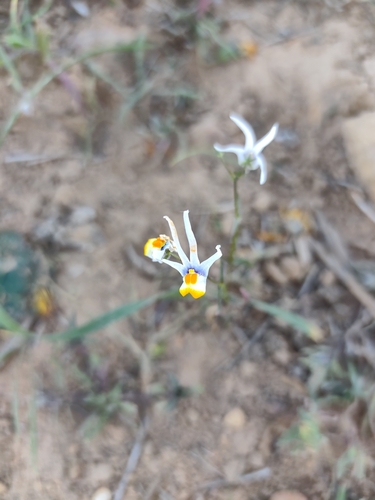Nemesia cheiranthus
