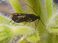 Macrotylus quadrilineatus