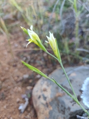 Gladiolus scullyi, photograph (c) Jeanette Clarke, some rights reserved (CC BY-SA)