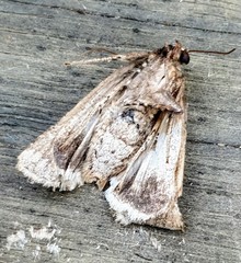 Ectopatria clavigera