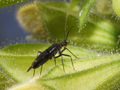 Macrotylus quadrilineatus