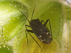 Macrotylus quadrilineatus