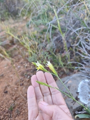 Gladiolus scullyi, photograph (c) Jeanette Clarke, some rights reserved (CC BY-SA)