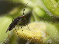 Macrotylus quadrilineatus