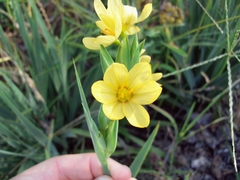 Sisyrinchium palmifolium