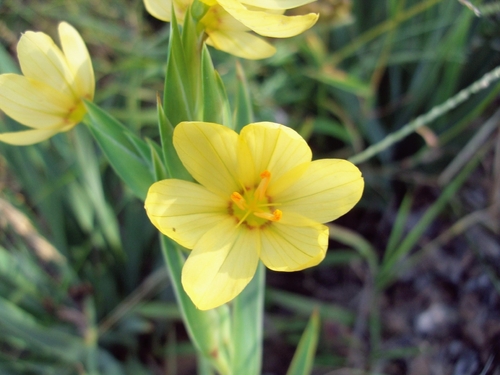 Sisyrinchium palmifolium, photograph 1