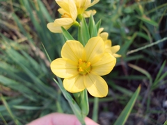Sisyrinchium palmifolium, photograph (c) Lucas Carbone, some rights reserved (CC BY)