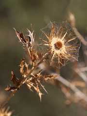 Berkheya chamaepeuce