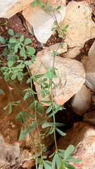 Lotus cytisoides, photograph (c) mycoroco, some rights reserved (CC BY)