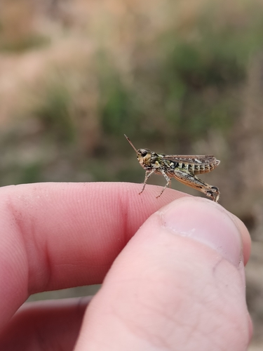 Mottled Grasshopper