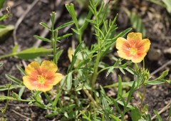 Linum rigidum