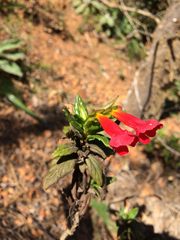 Diplacus parviflorus