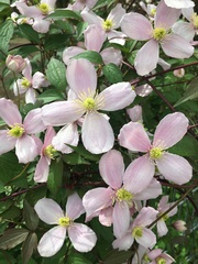 Clematis