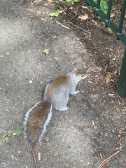 Sciurus carolinensis